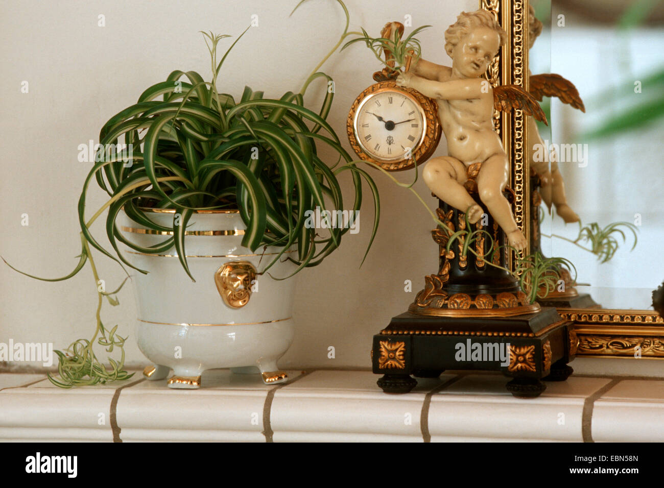 Impianto di ragno (Chlorophytum comosum), pianta in vaso con putti orologio Foto Stock