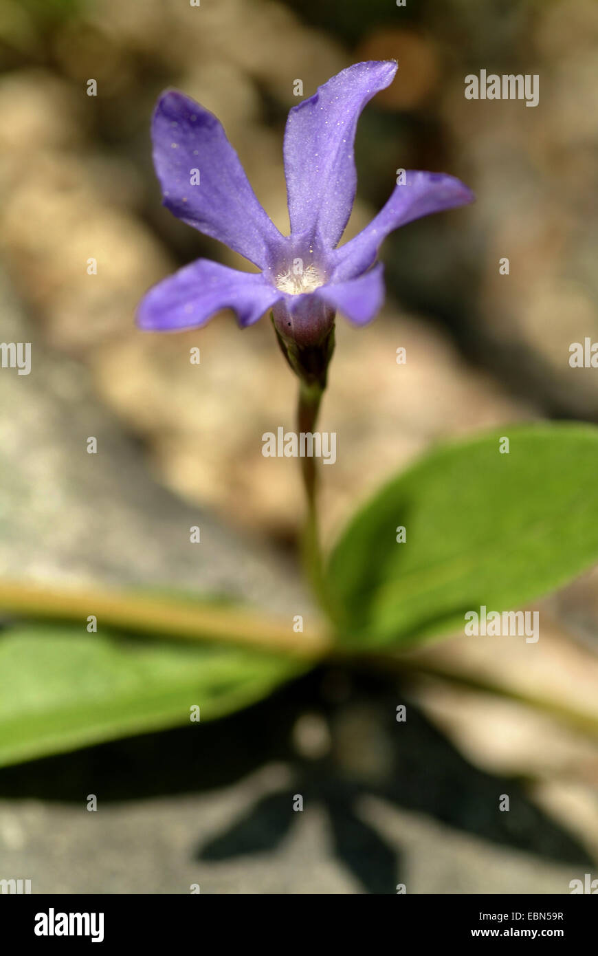 Piante erbacee pervinca (Vinca herbacea), fioritura Foto Stock