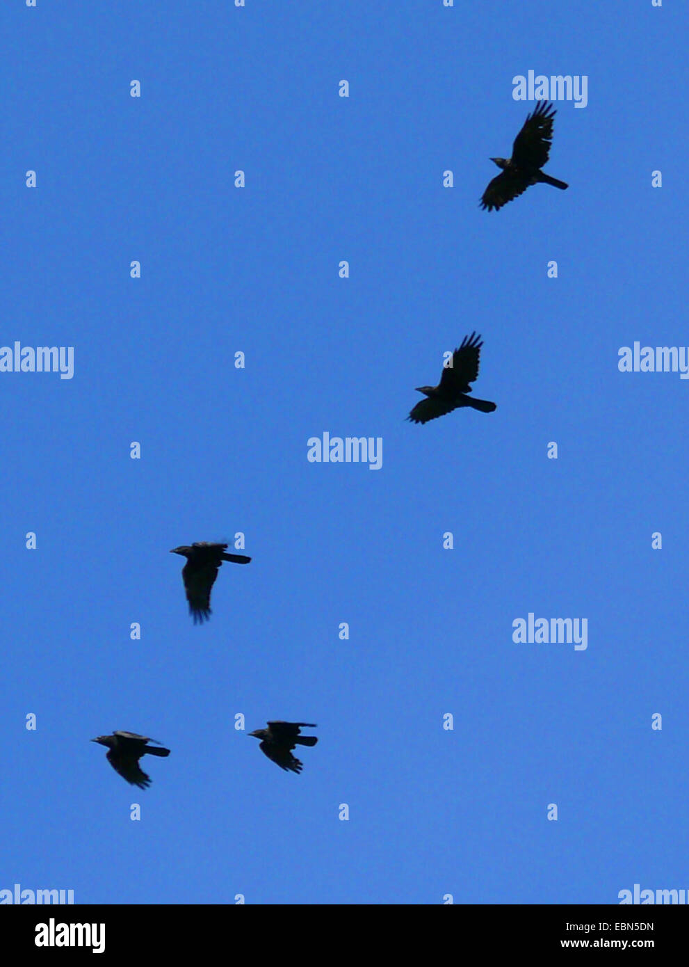 Carrion crow (Corvus corone, Corvus corone corone), flying gregge Foto Stock