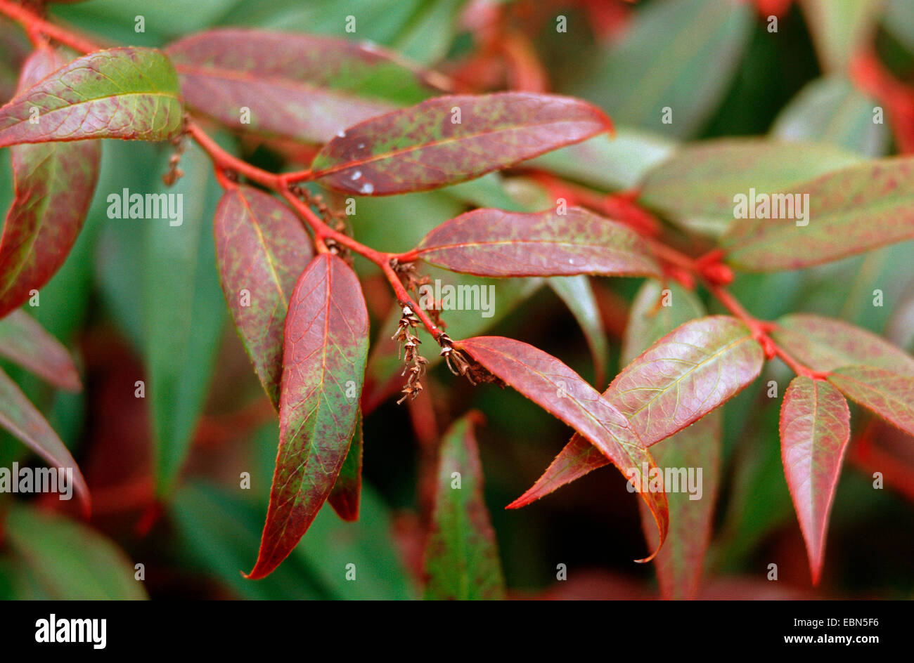 Leucothoe cascante, Rainbow Fetterbush (Leucothoe fontanesiana), ramo Foto Stock