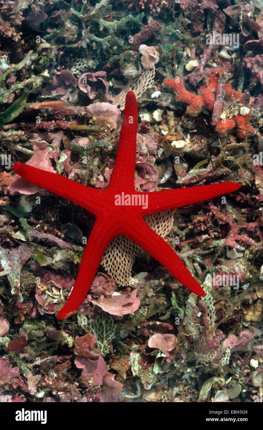 Starfish liscia, Hacelia attenuata (Hacelia attenuata), seduta di sabbia sul terreno dell'oceano Foto Stock