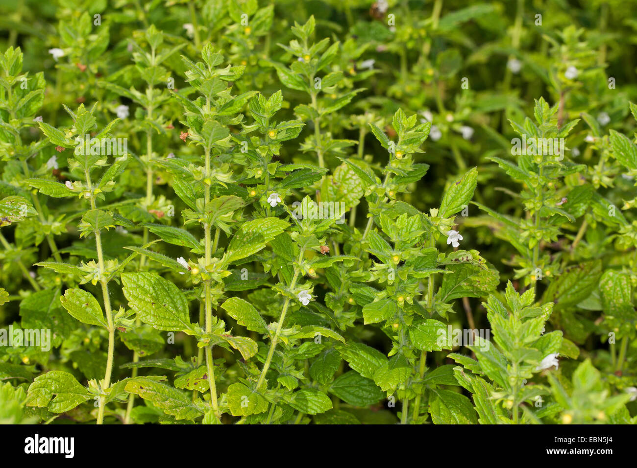 Melissa, giardino balsamo (Melissa officinalis), fioritura Foto Stock