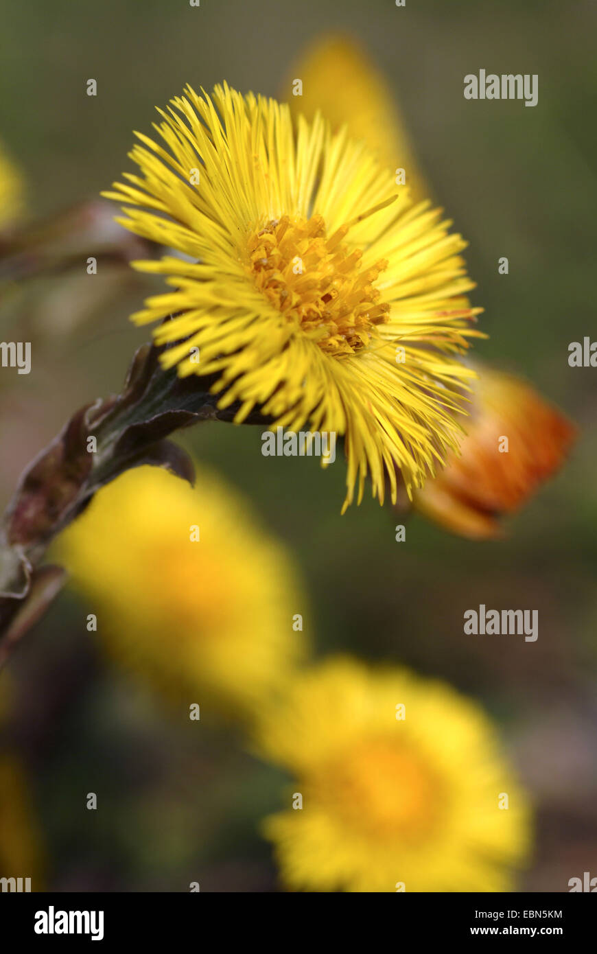 Colt's-piede, coltsfoot (Tussilago farfara), fioritura, Germania Foto Stock