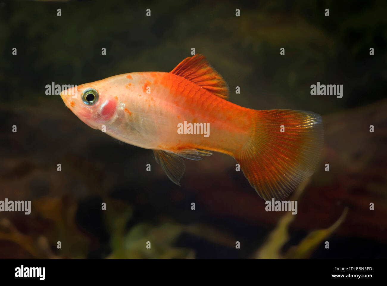 Southern platyfish, Maculate Platy (Xiphophorus maculatus), razza Luce solare Foto Stock