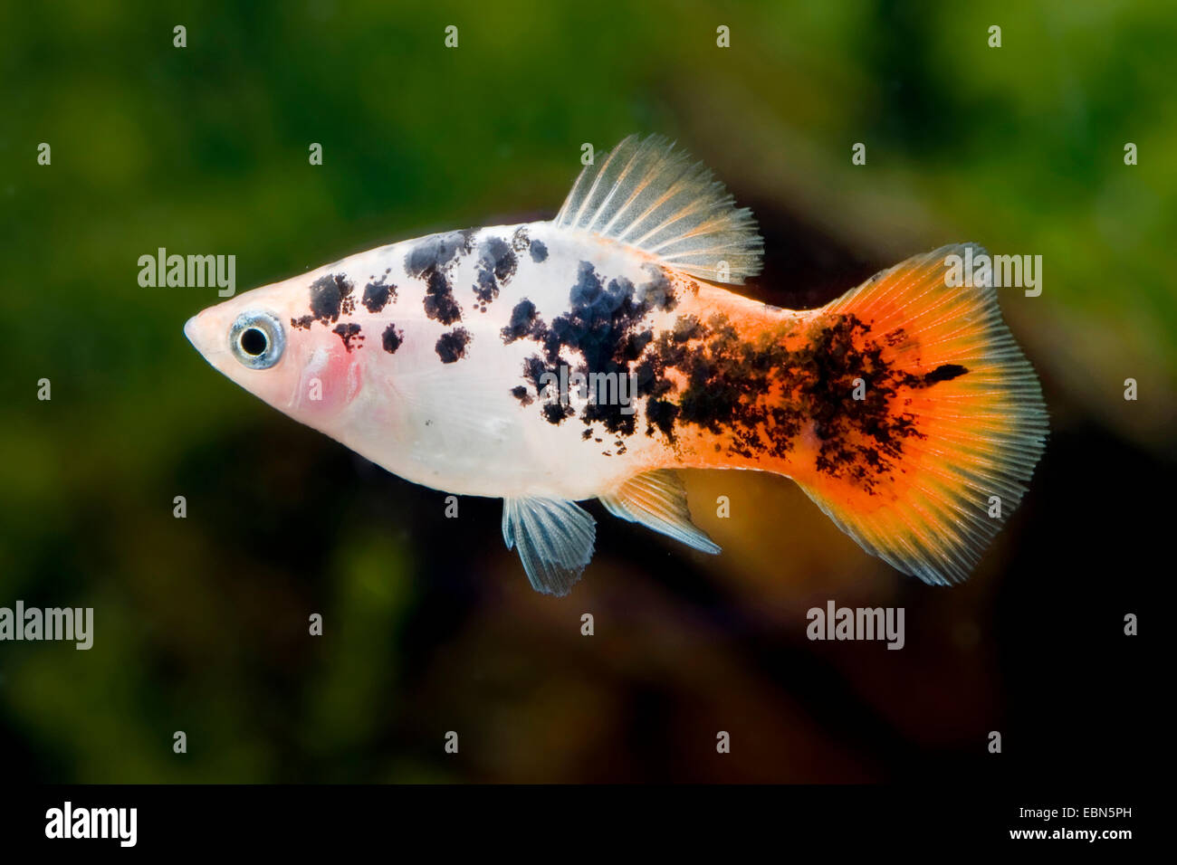 Southern platyfish, Maculate Platy (Xiphophorus maculatus), razza sale e pepe rosso Foto Stock