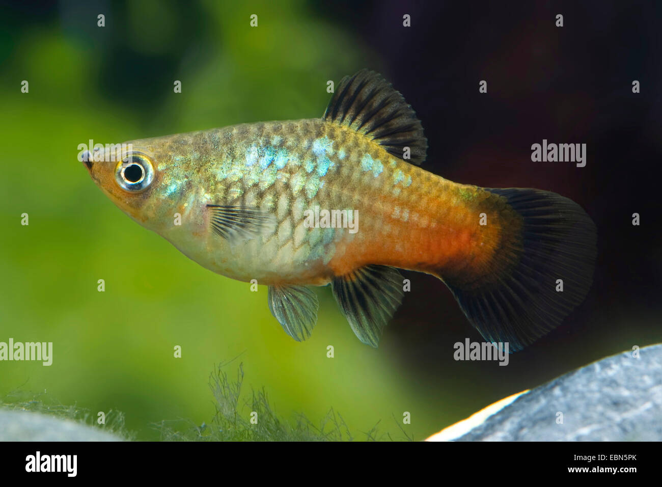 Southern platyfish, Maculate Platy (Xiphophorus maculatus), femmina, razza Rainbow Foto Stock