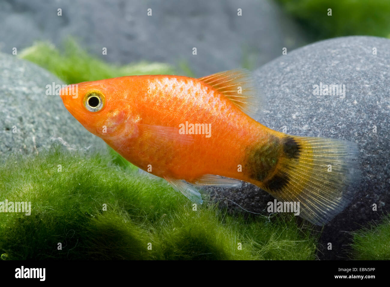 Southern platyfish, Maculate Platy (Xiphophorus maculatus), razza Mickey Mouse Bronzo Foto Stock