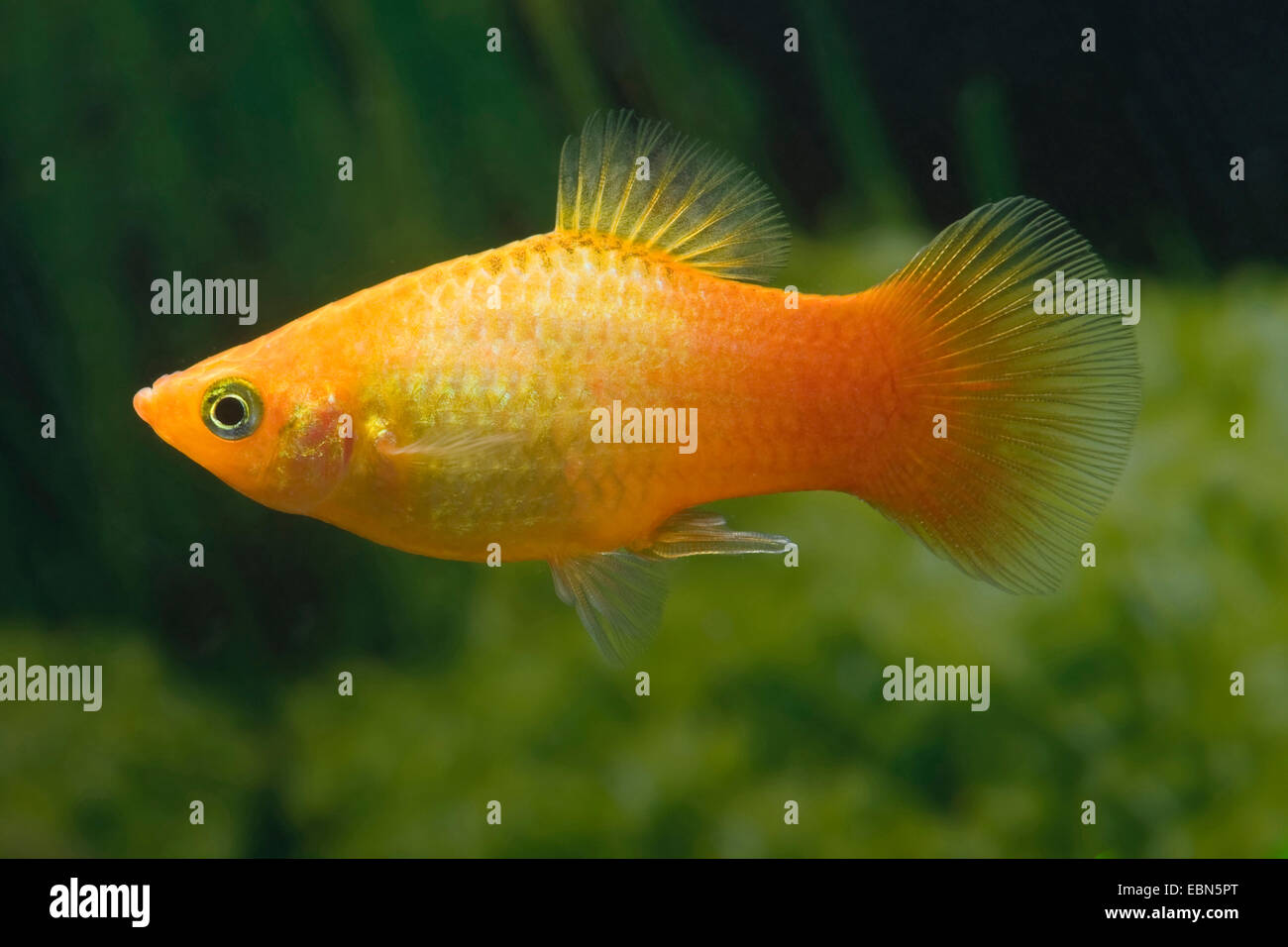 Southern platyfish, Maculate Platy (Xiphophorus maculatus), razza Marygold Tramonto Foto Stock