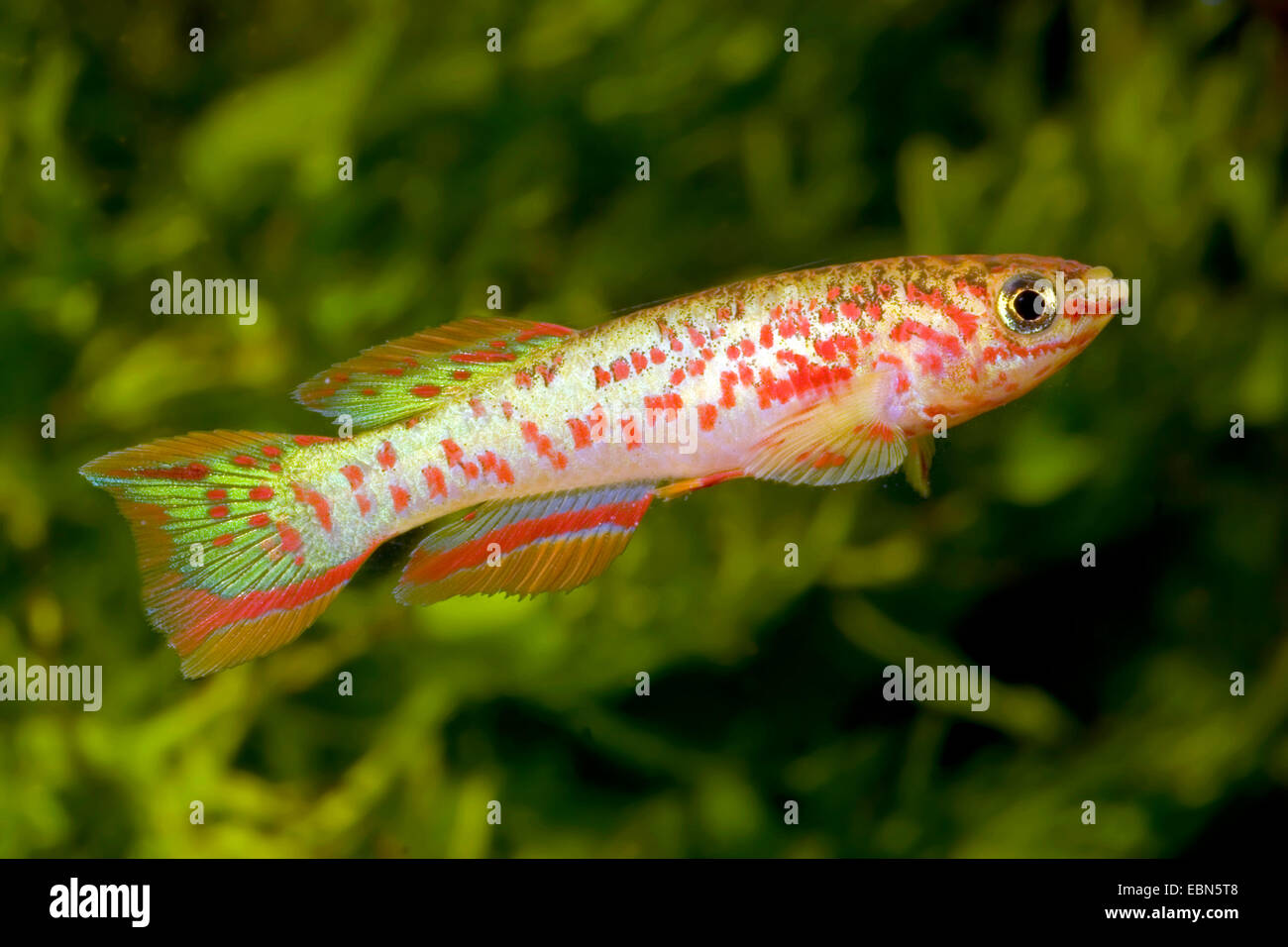 Acciaio-blu, Aphyosemion Gardneri killifish (Aphyosemion gardneri, Fundulopanchax gardneri), nuoto Foto Stock