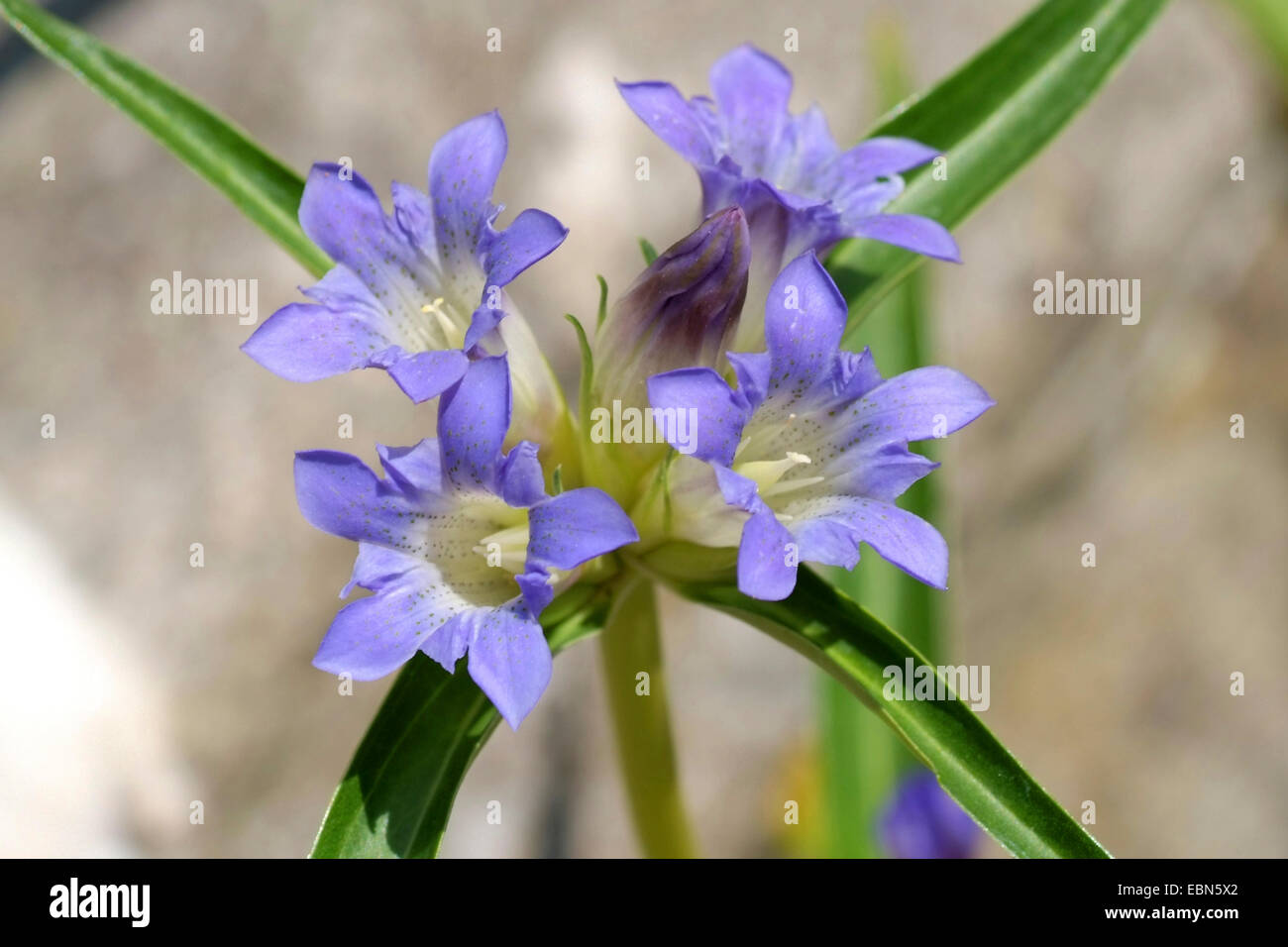 Attraversare la Genziana, Stella genziana (Gentiana cruciata ssp. phlogifolia, Gentiana phlogifolia), fiori Foto Stock
