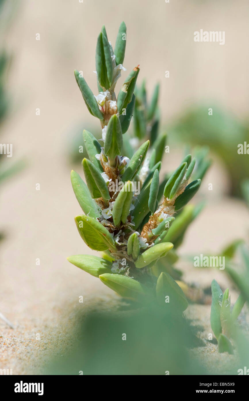 Sea knotgrass (Polygonum maritimum), fioritura sulla spiaggia Foto Stock