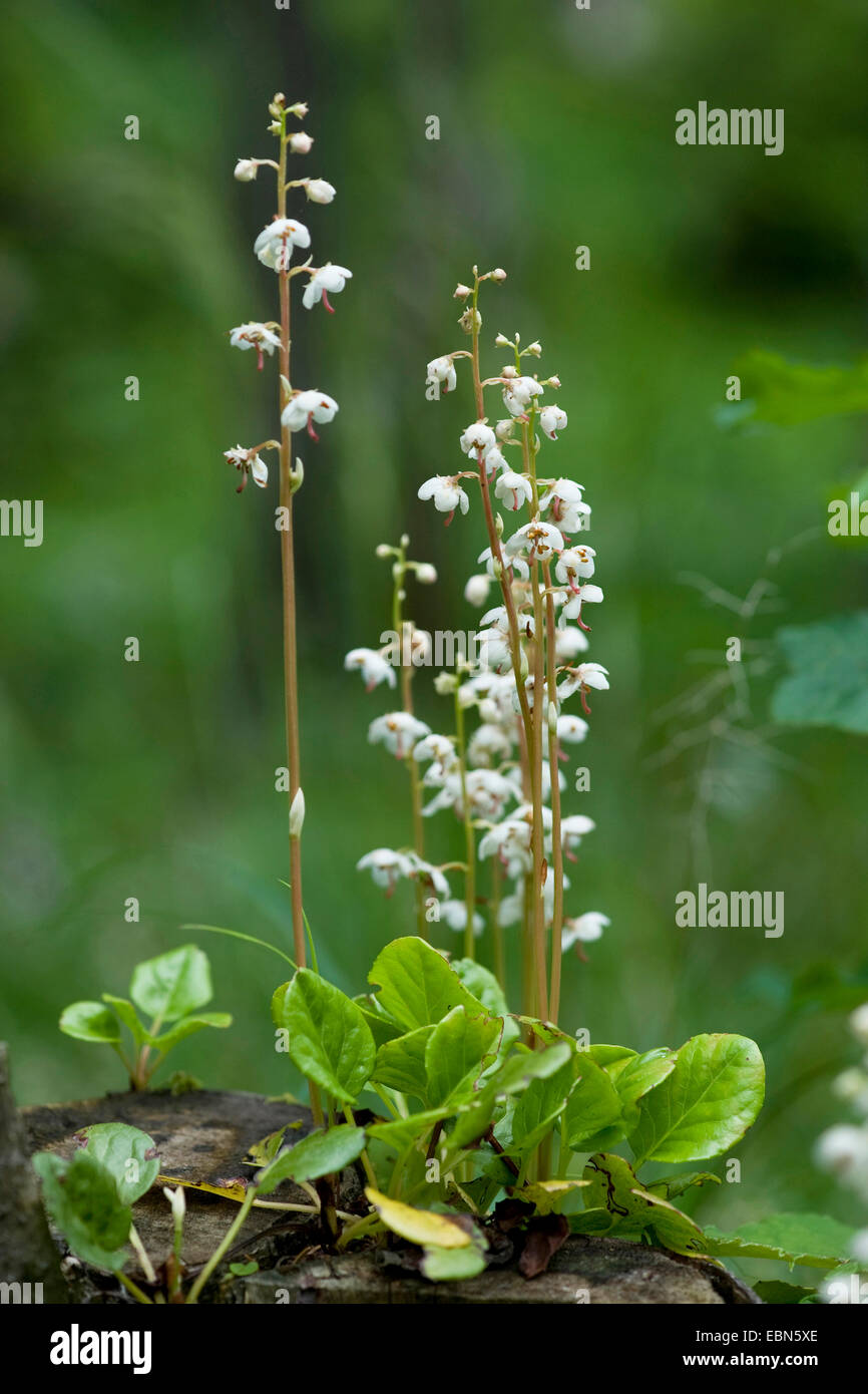 Grandi wintergreen, Round-Leaved wintergreen (Pyrola rotundifolia), fioritura, Svizzera Rosenlaui/ Foto Stock