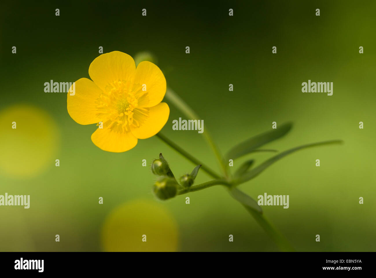 Ranuncolo alti, montante prato (crowfoot Ranunculus acris), fioritura, Germania Foto Stock