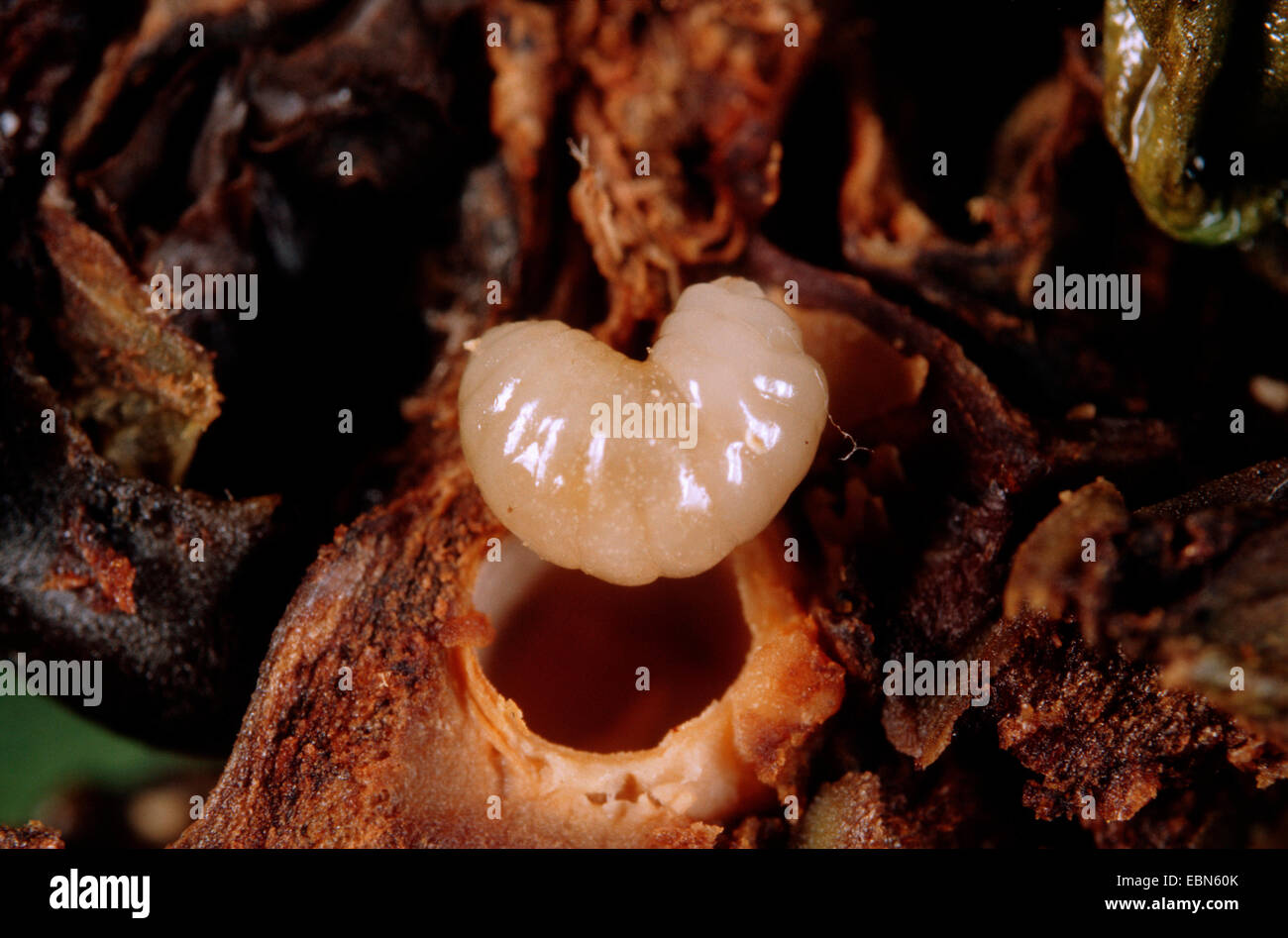 Acorn cup gall wasp, knopper fiele (Andricus quercuscalicis), larva in un aperto gall in corrispondenza di una foglia di quercia, Quercus robur, Germania Foto Stock