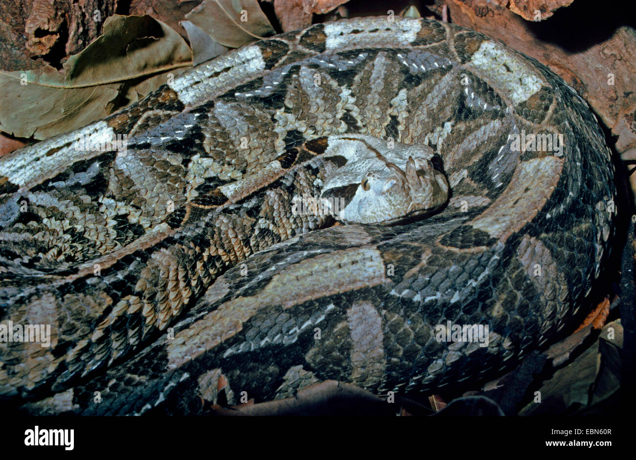 Gaboon viper (Bitis gabonica rhinoceros, Bitis rinoceronte), giacente a terra iscritti Foto Stock