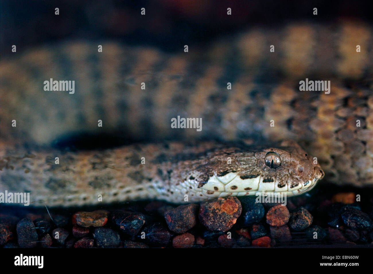 Death Adder, comune morte sommatore (Acanthophis antarcticus), velenosi serpente australiano, Australia Foto Stock