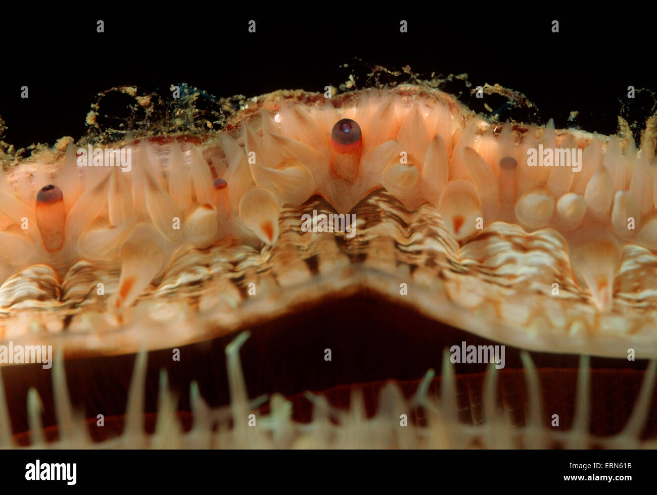 Il St James smerlo, grande pettine maggiore (Pecten jacobaeus), primo piano di un guscio aperto con le fruste per il trasporto di acqua per le branchie Foto Stock