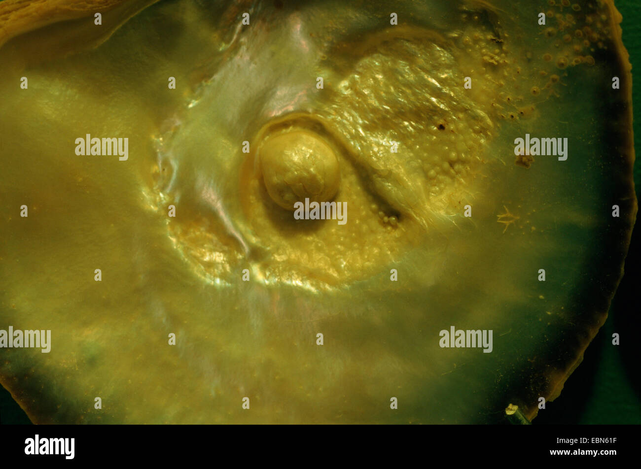 Perla del Pacifico-ostrica, nero perla a labbro oyster, nero-lip perla (oyster Pinctada Margaritifera, Pteria margaritifera, Meleangrina margaritifera), con perla Foto Stock