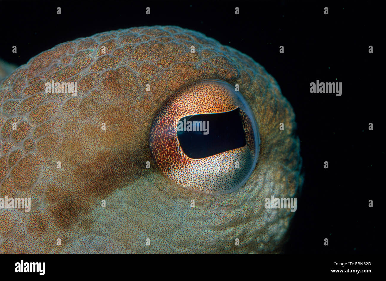 Polpo, Atlantico comune polpo, politica europea comune in materia di polpi (Octopus vulgaris), primo piano di un occhio Foto Stock