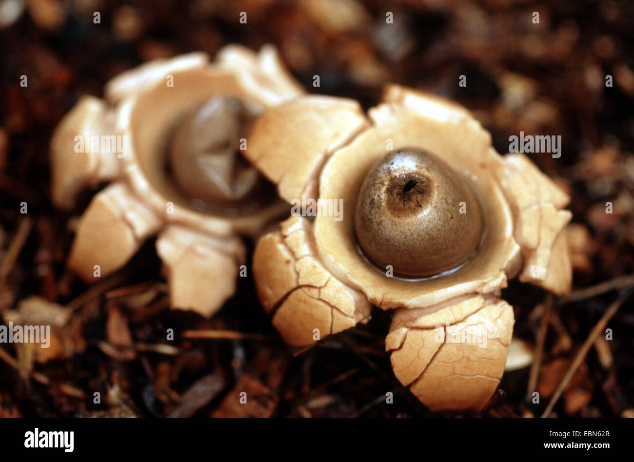 Earthstar a collare (Geastrum triplex), Germania Foto Stock