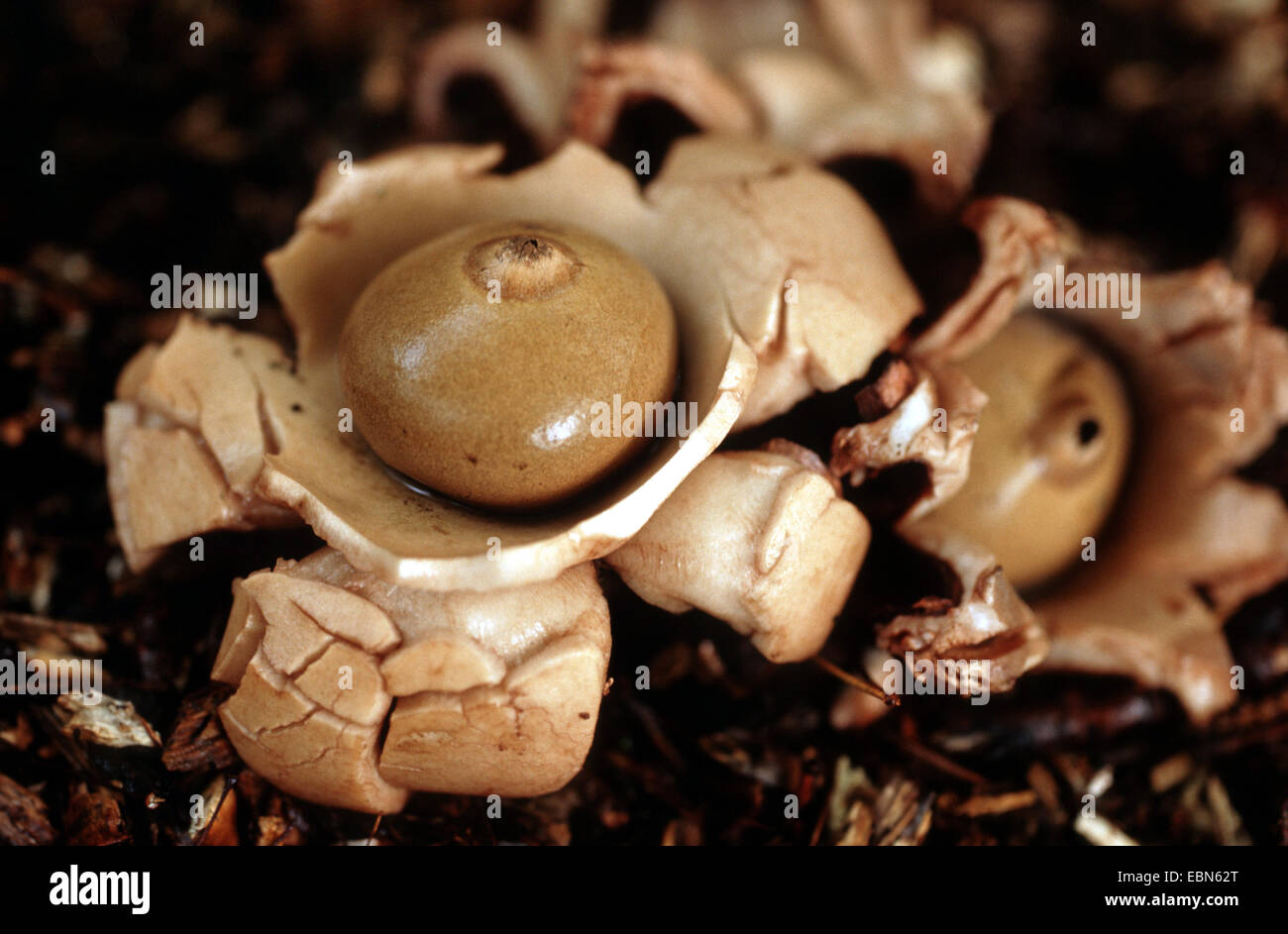 Earthstar a collare (Geastrum triplex), Germania Foto Stock