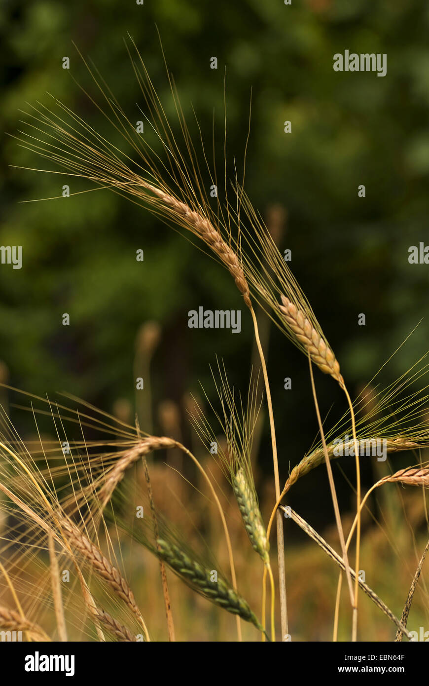 Coltiva farro,Poulard di frumento, Rivetto di Grano (Triticum turgidum ssp. dicoccon, Triticum dicoccon), i picchi Foto Stock
