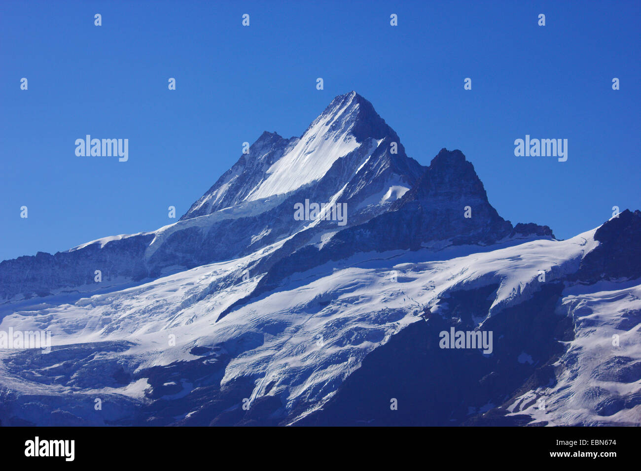 Schreckhorn davanti Lauteraarhorn, vista dal primo vicino a Grindelwald, Svizzera Foto Stock