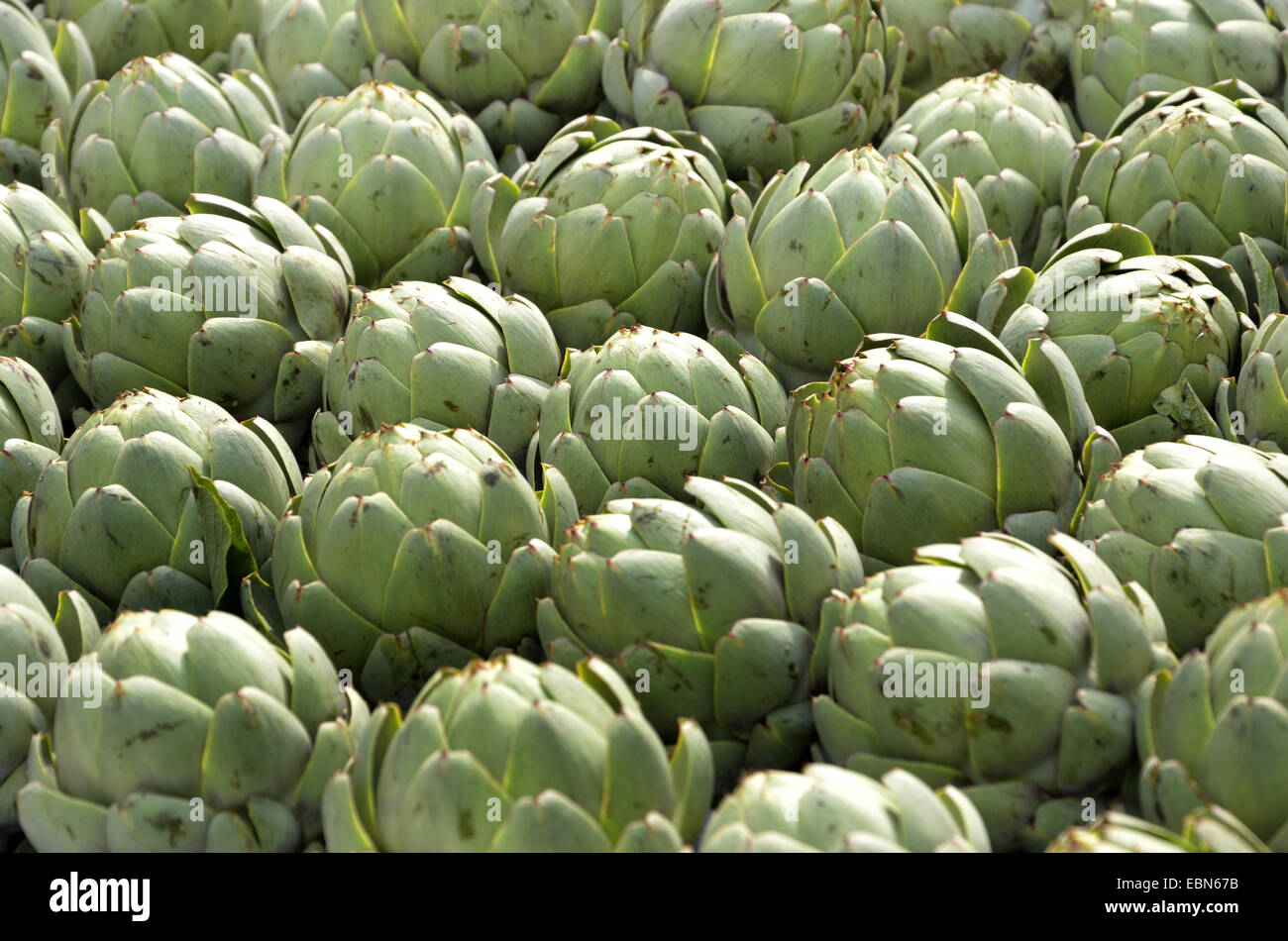 Carciofi (Cynara scolymus), carciofi sul mercato settimanale Foto Stock