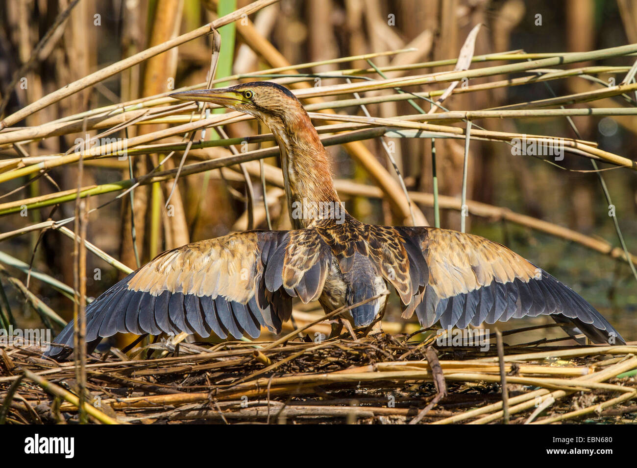 Tarabusino (Ixobrychus minutus), a prendere il sole con ali teso, in Germania, in Baviera Foto Stock Tarabusino (Ixobrychus minutus), a prendere il sole con ali teso, in Germania, in Baviera Foto Stock
