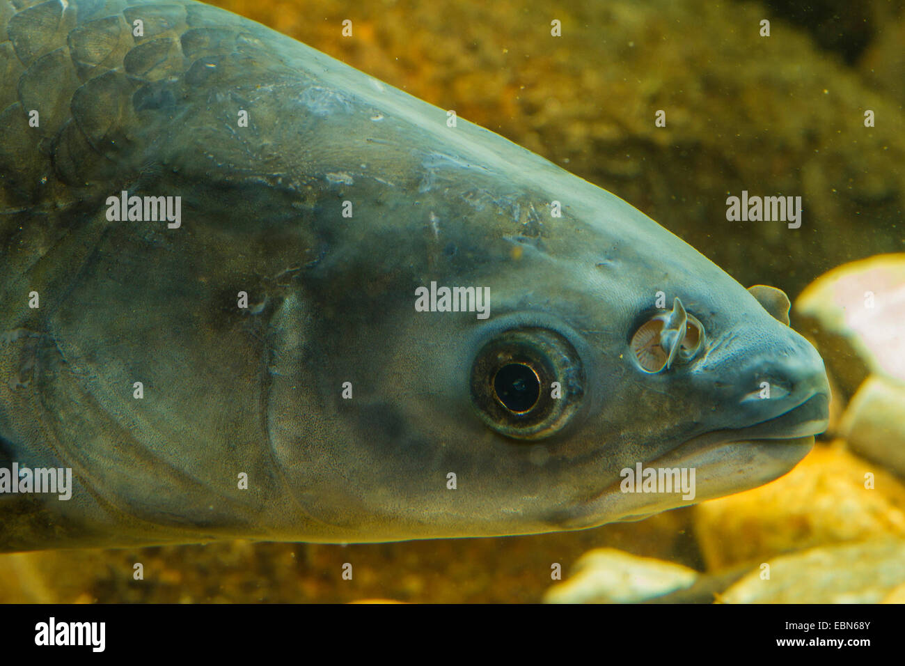 Nero (carpe Mylopharyngodon piceus), ritratto Foto Stock