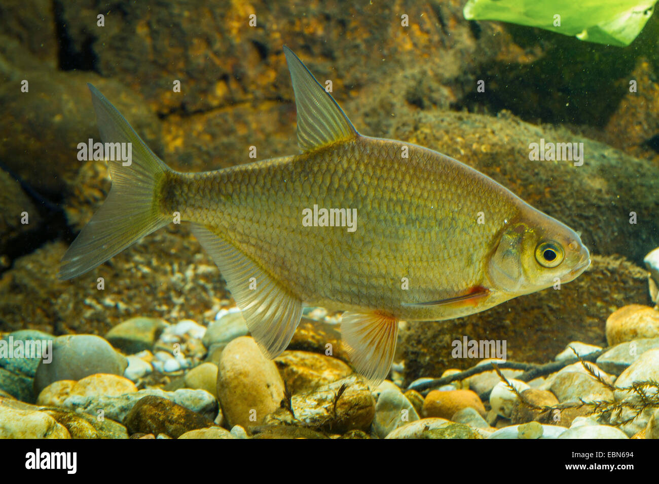 Argento, orate saraghi (Blicca bjoerkna, Abramis bjoerkna), nuoto Foto Stock