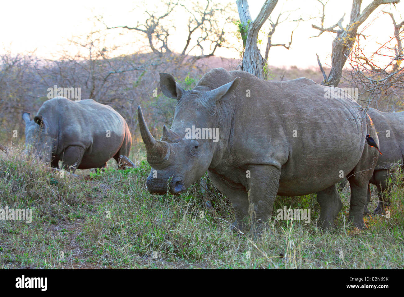 Rinoceronte bianco, quadrato-rhinoceros a labbro, erba rinoceronte (Ceratotherium simum), gruppo browsing, Sud Africa, Hluhluwe-Umfolozi Parco Nazionale Foto Stock