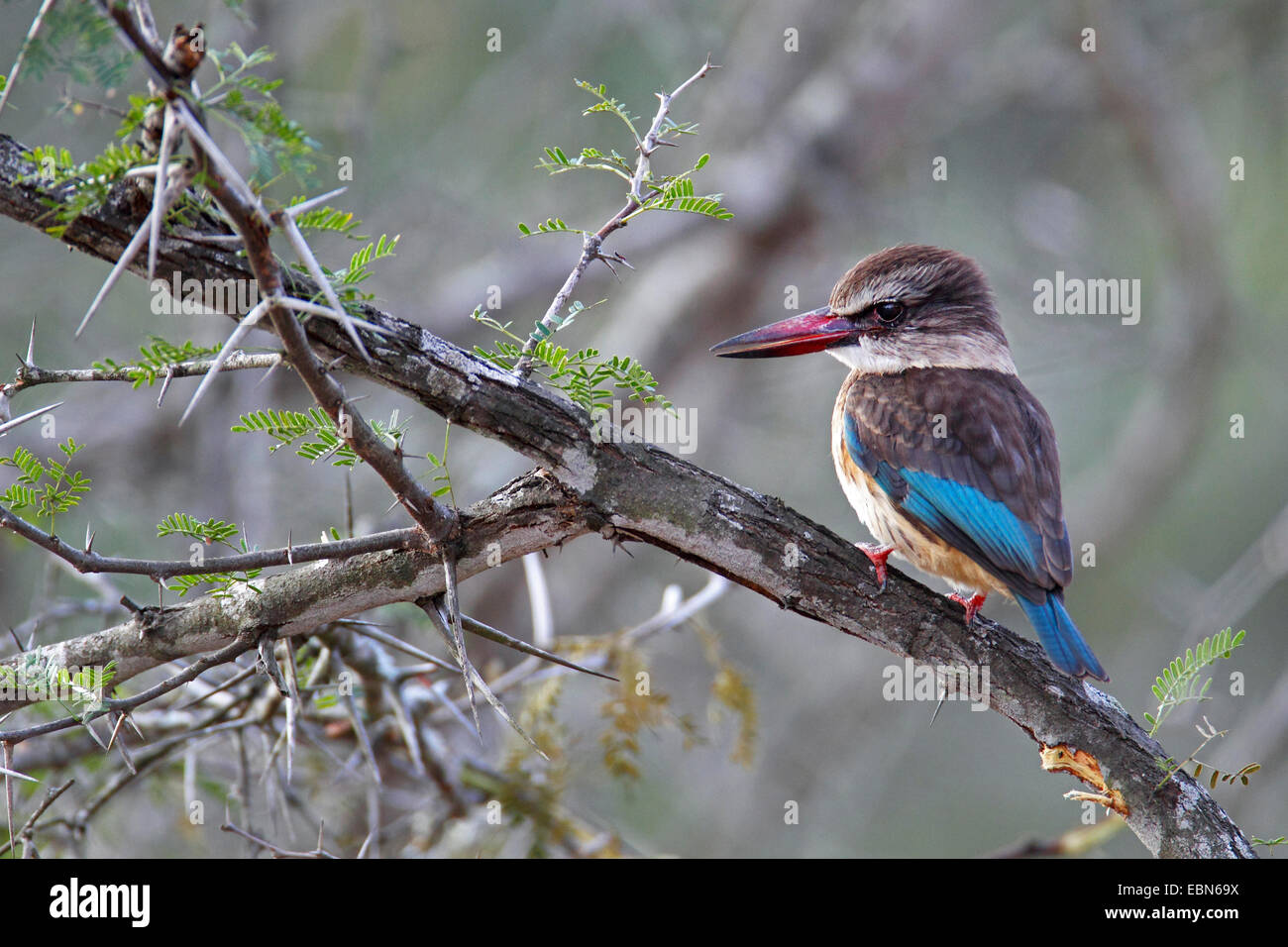 Marrone-incappucciati kingfisher (Halcyon albiventris), femmina seduto in una bussola, Sud Africa, Krueger National Park Foto Stock