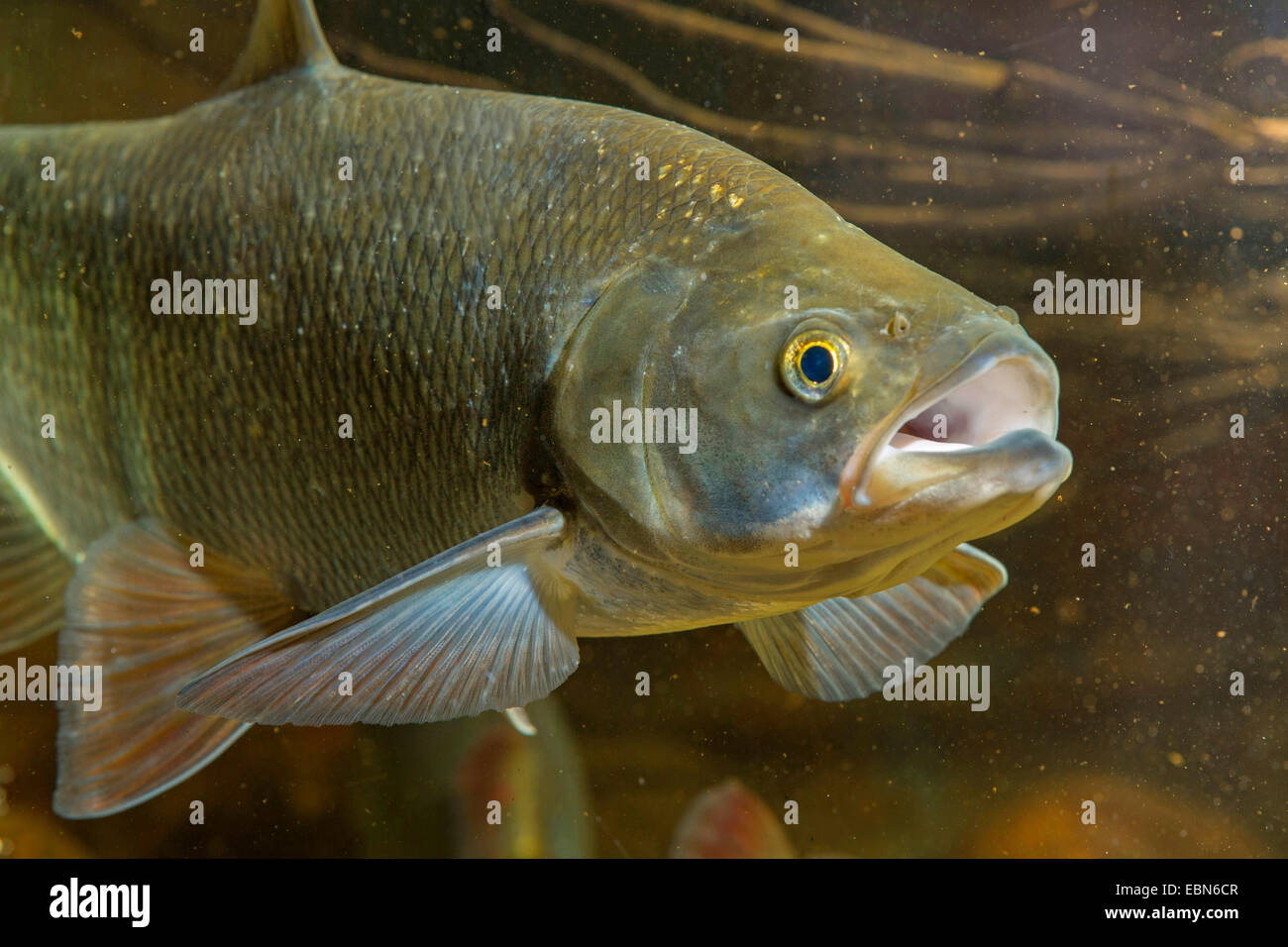 Asp (Aspius aspius), ritratto Foto Stock