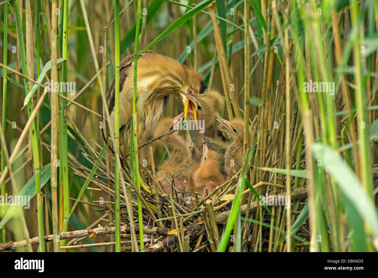 Tarabusino (Ixobrychus minutus), femmina alimentazione di accattonaggio pulcini nel nido, in Germania, in Baviera Foto Stock