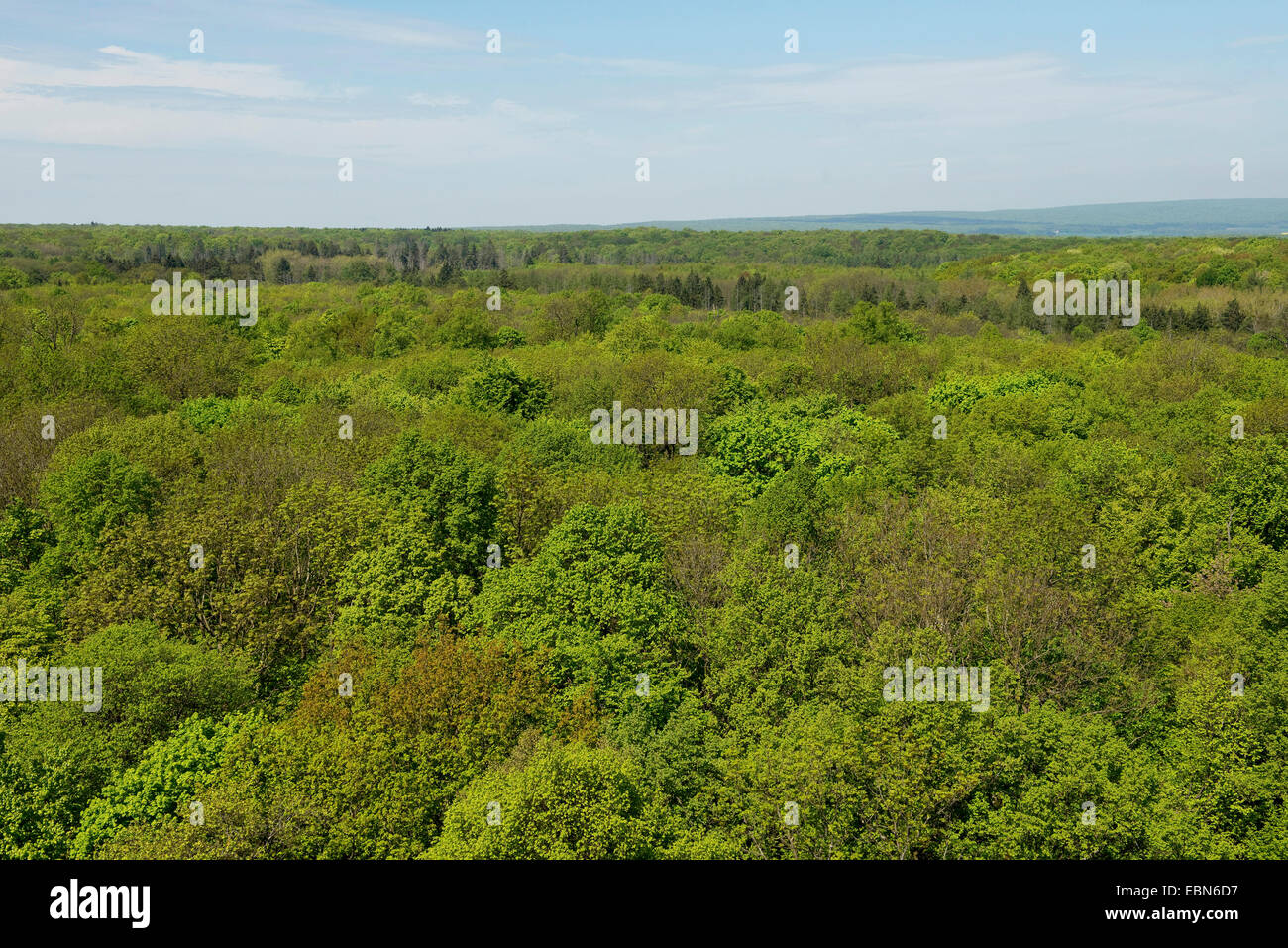 Vista dal sentiero treetop al tree corone, Germania, Parco Nazionale Hainich Foto Stock