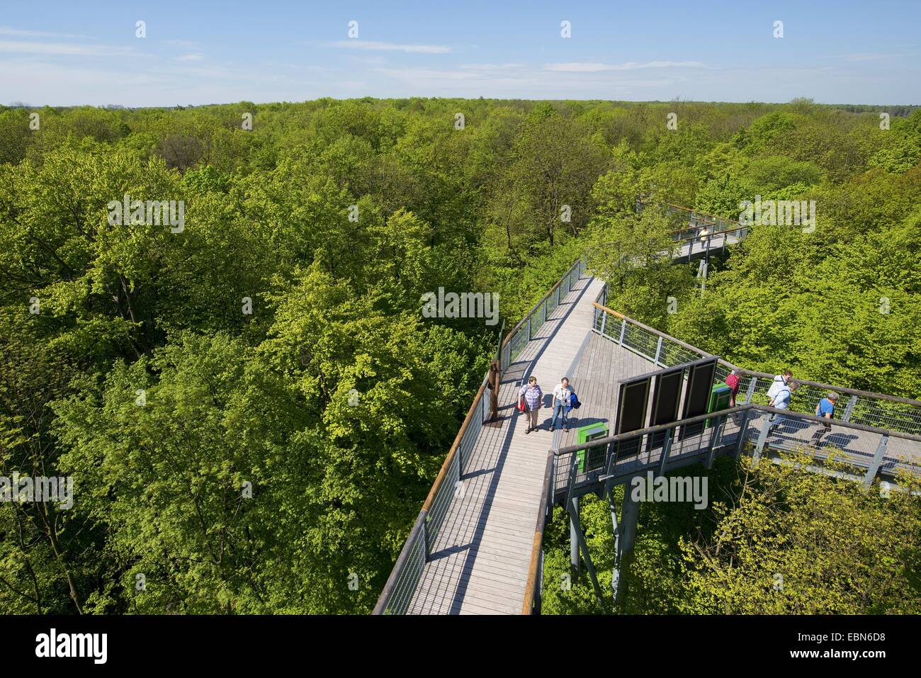Vista treetop sentiero nella foresta di primavera, Germania, Parco Nazionale Hainich Foto Stock