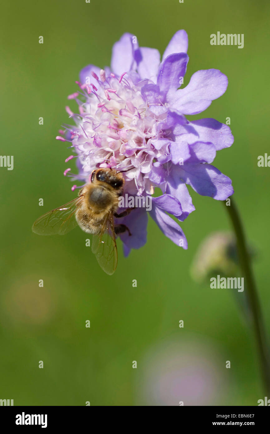 Fragranti Scabiosa (Scabiosa canescens), infiorescenza con impollinatrice, Germania Foto Stock