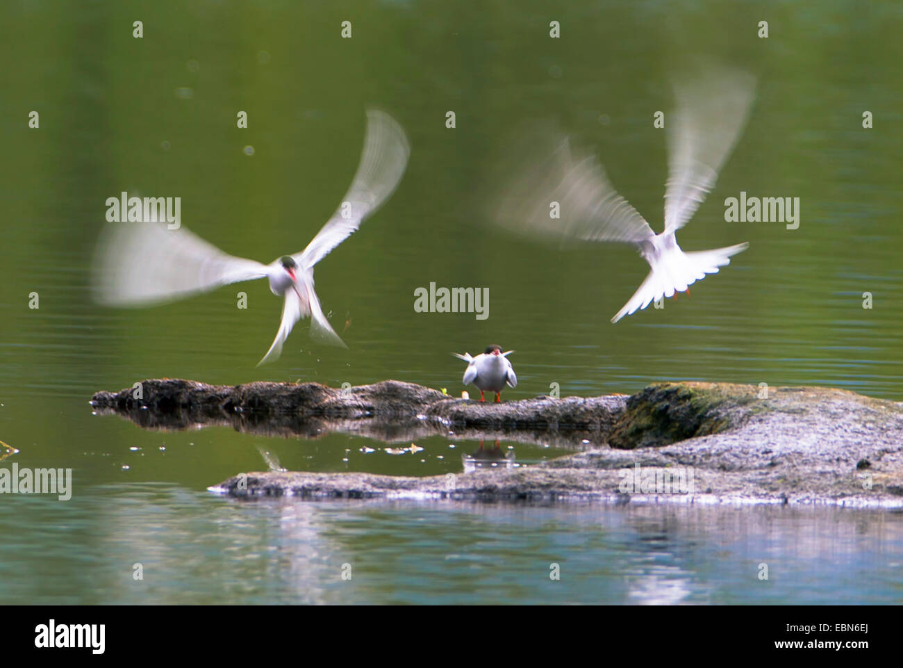 Arctic Tern (sterna paradisaea), da the Waterside giacente fino sterne, Norvegia, Troms, Prestvannet Foto Stock