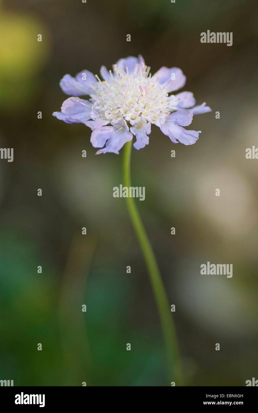 Grass-Leaved Scabious (Scabiosa graminifolia), infiorescenza Foto Stock