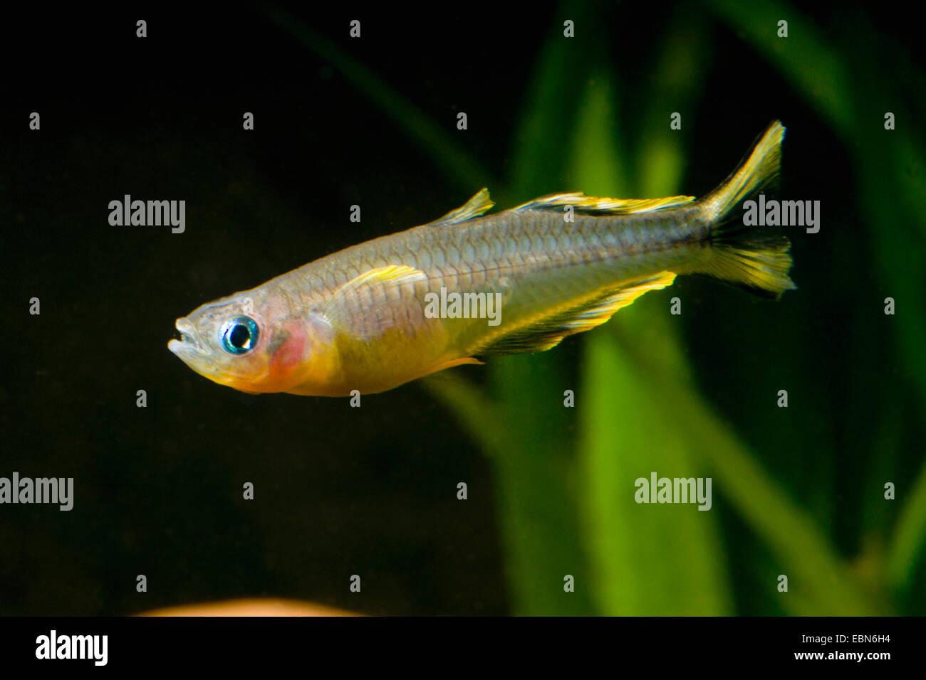 Fork-coda (rainbowfish Pseudomugil furcatus, Popondichthys furcatus), razza gialla Foto Stock