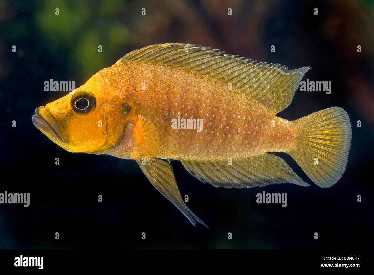 Bluelip-Lamprologus (Altolamprologus compressiceps), razza gold Foto Stock