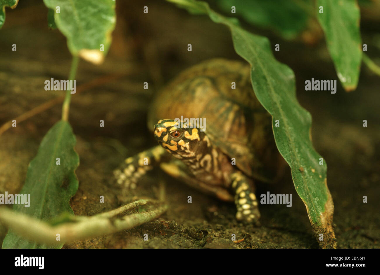 Scatola orientale Tartaruga scatola comune tartaruga (Terrapene carolina carolina), ritratto Foto Stock