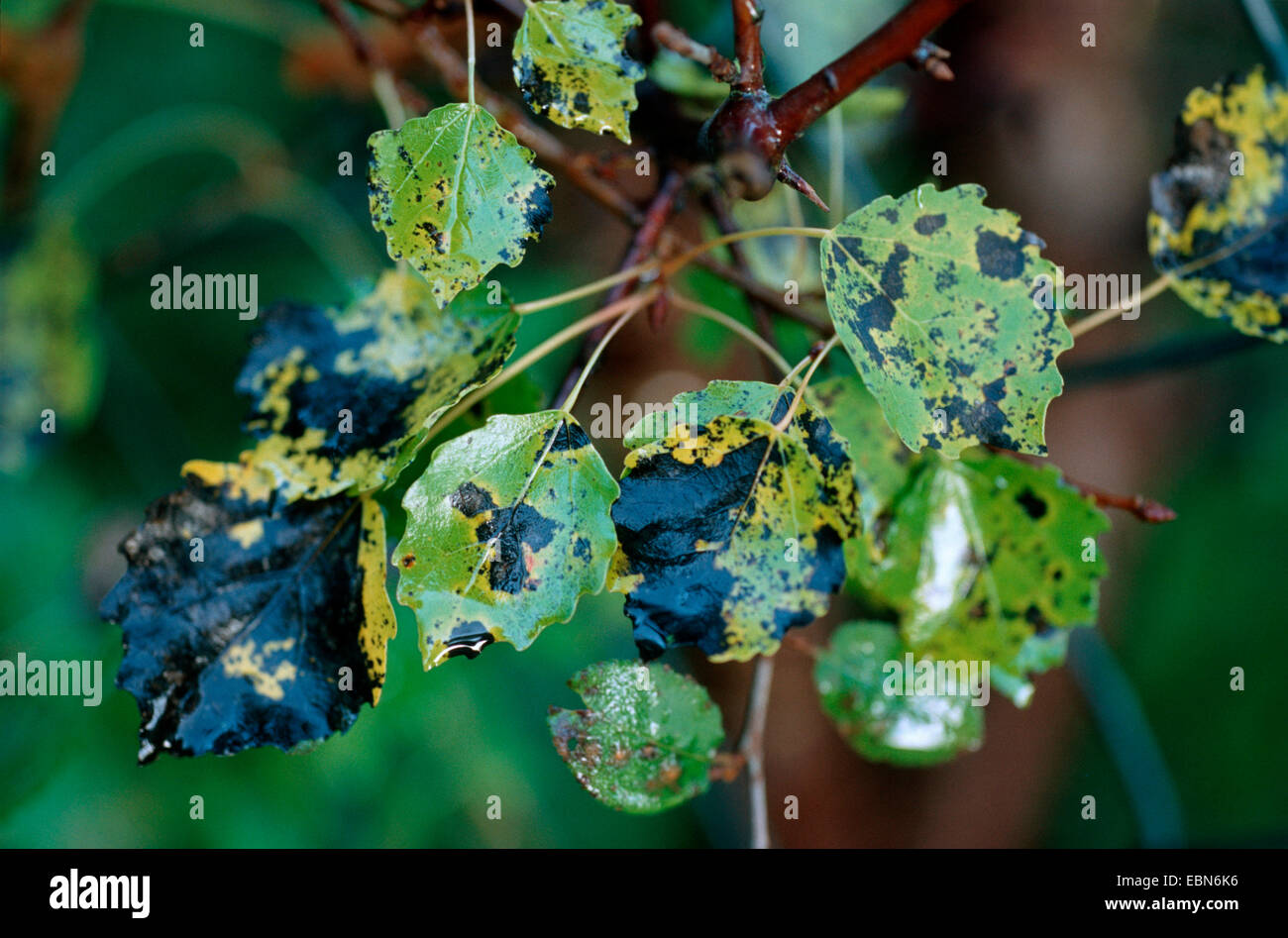 Unione aspen (Populus tremula), foglie con danni da Pollaccia radiosa, Germania Foto Stock