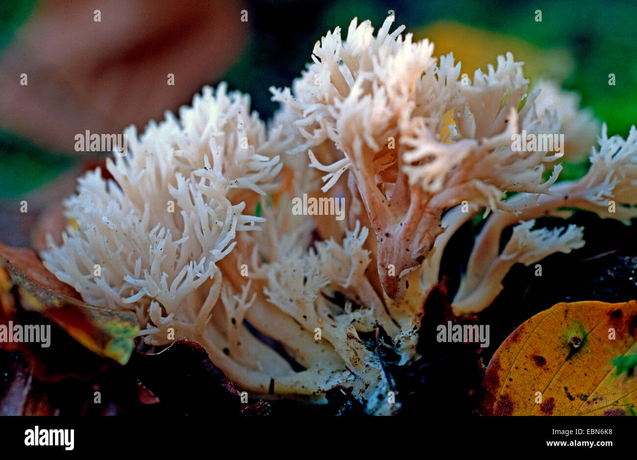 Crested coral fungo (Clavulina coralloides, Clavulina cristata), che cresce su humus Foto Stock