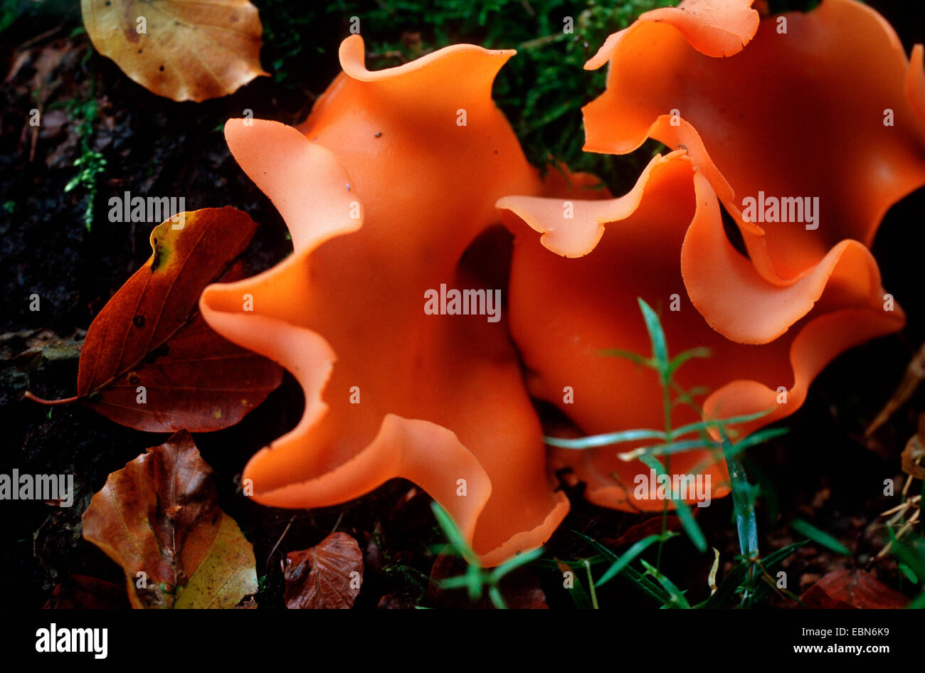 Buccia di arancia fungo (Aleuria aurantia), crescendo in humus Foto Stock