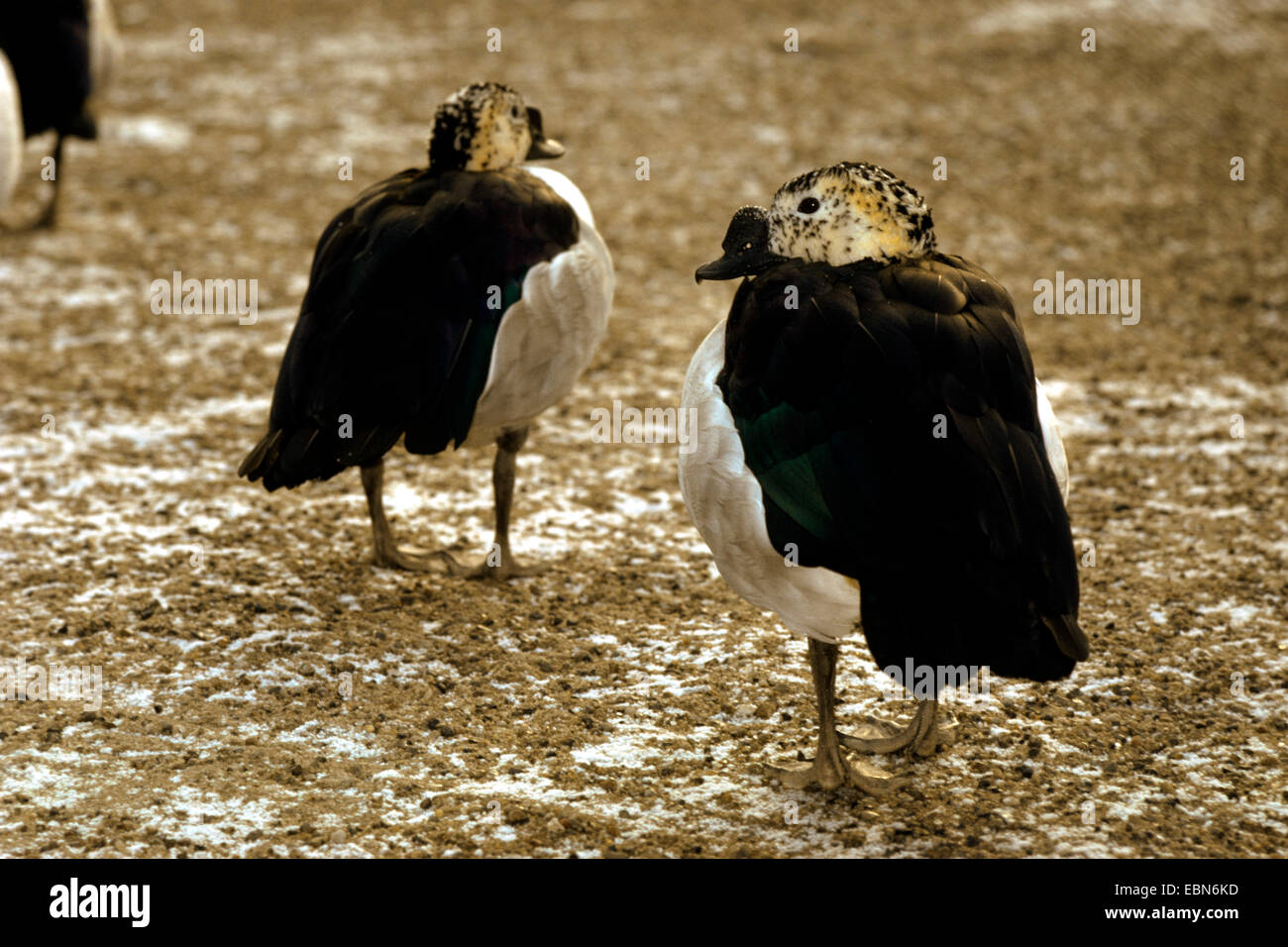 Pettine duck, manopola-fatturati anatra (Sarkidiornis melanotos, Sarkidiornis melanotus), due anatre pettine permanente sulla sabbia Foto Stock