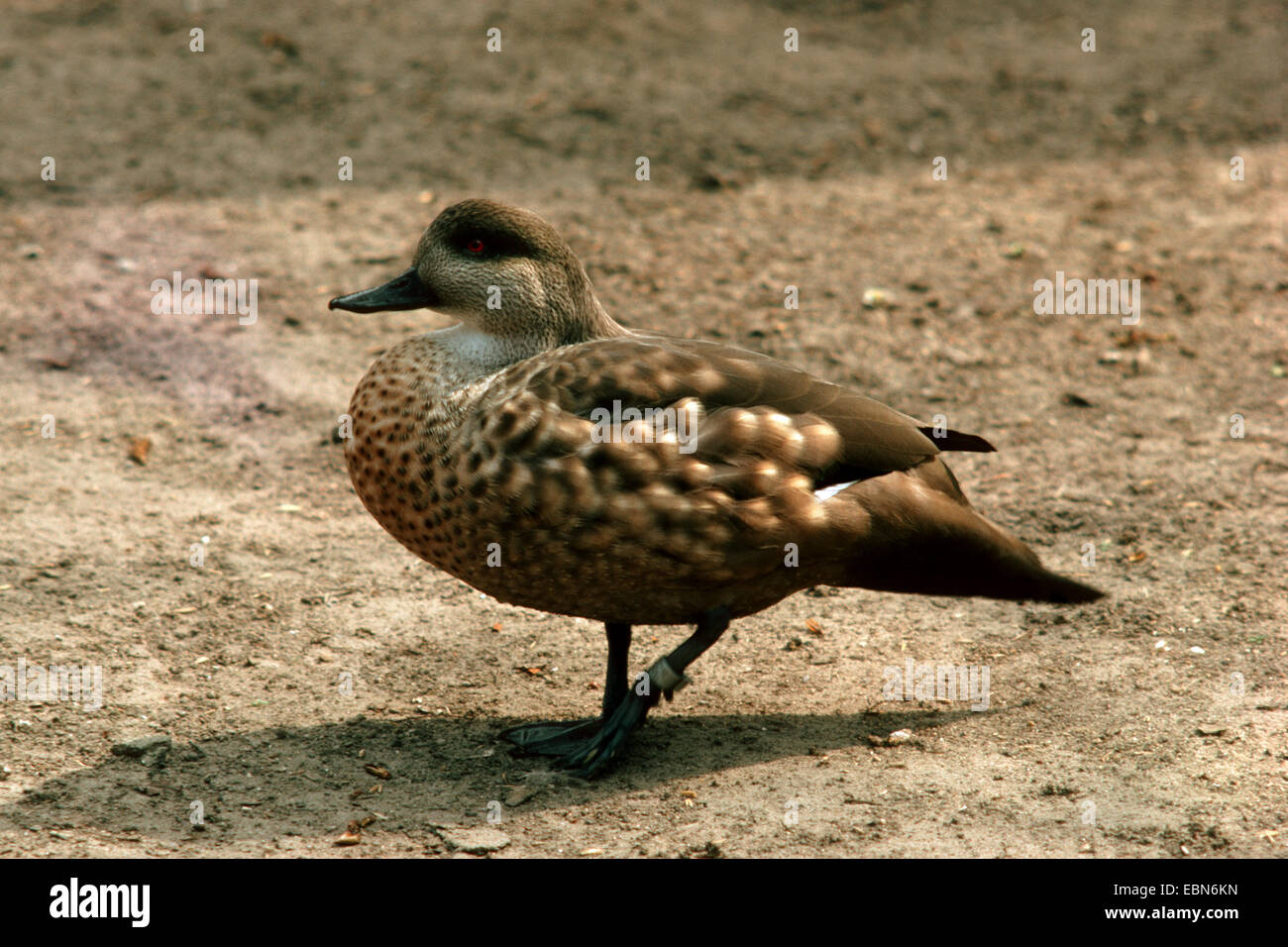 Crested duck (Lophonetta specularoides, Anas specularioides), maschio Foto Stock