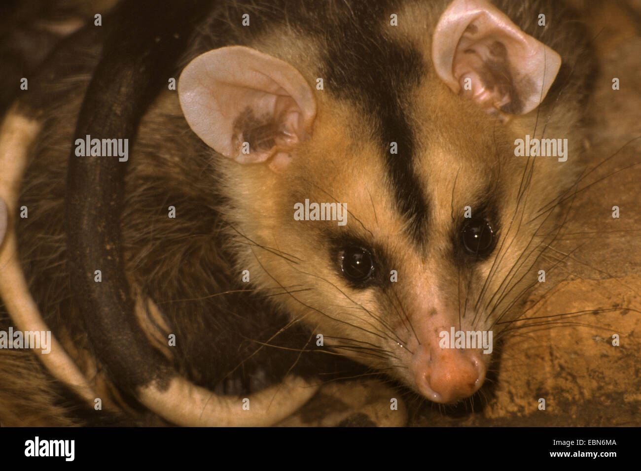 Bianco-eared opossum (Didelphis albiventris), ritratto Foto Stock