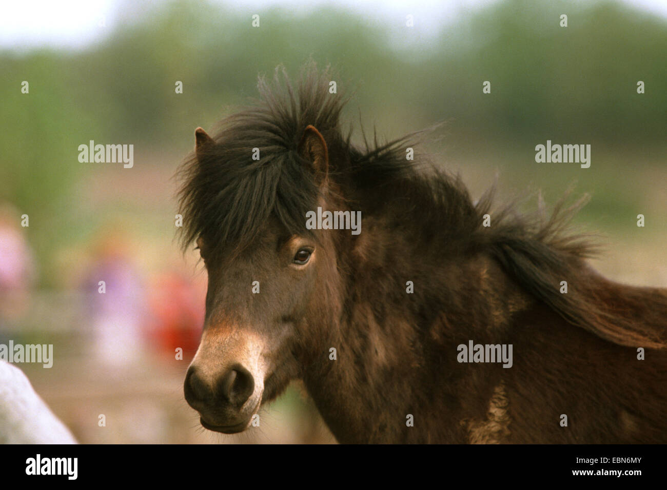 Exmoor pony (Equus przewalskii f. caballus), ritratto Foto Stock